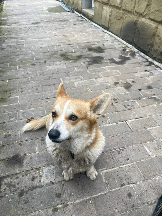 Найдена собака в Майкопе — фото объявления