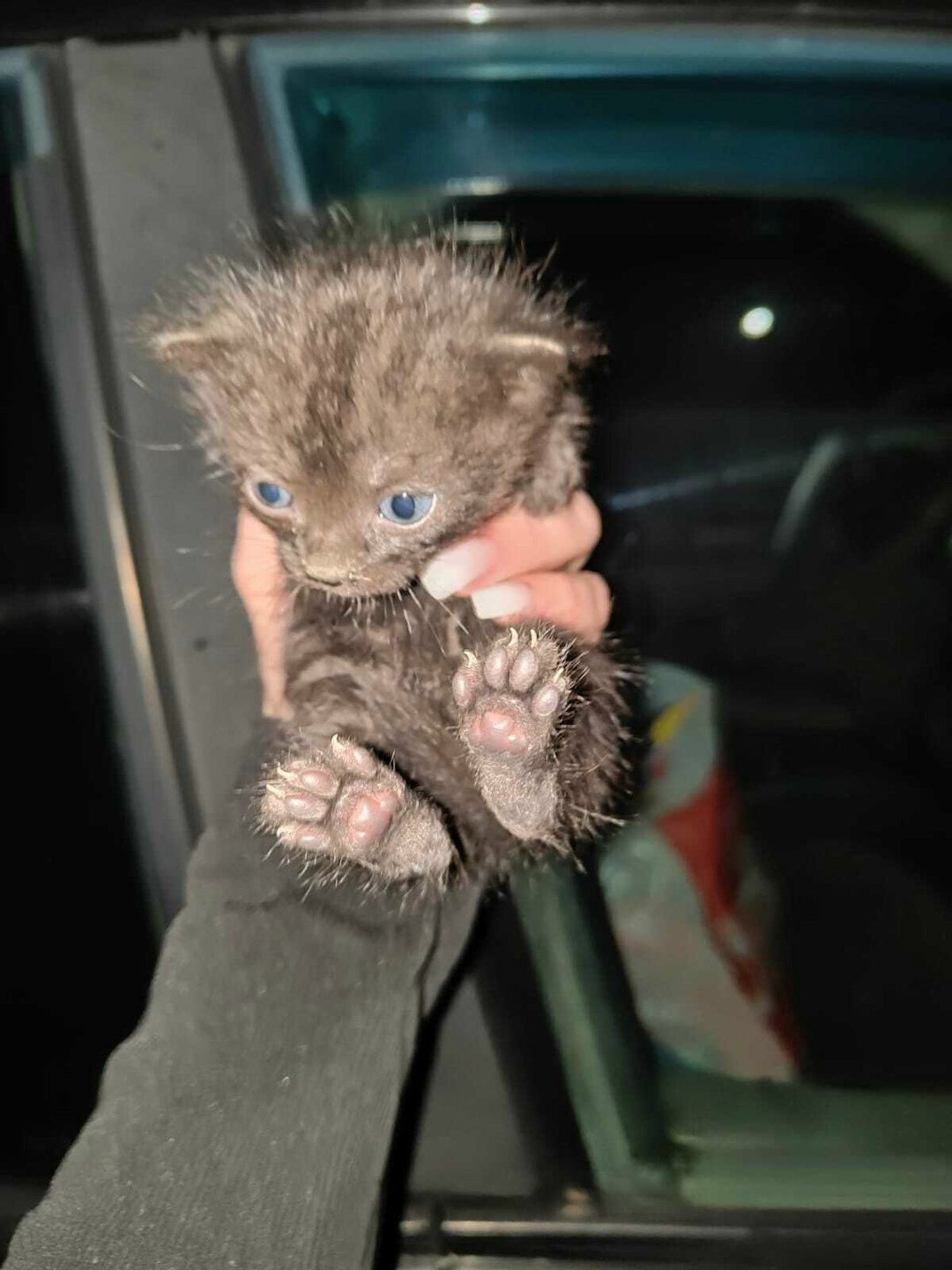 Найдена кошка в Майкопе — фото объявления