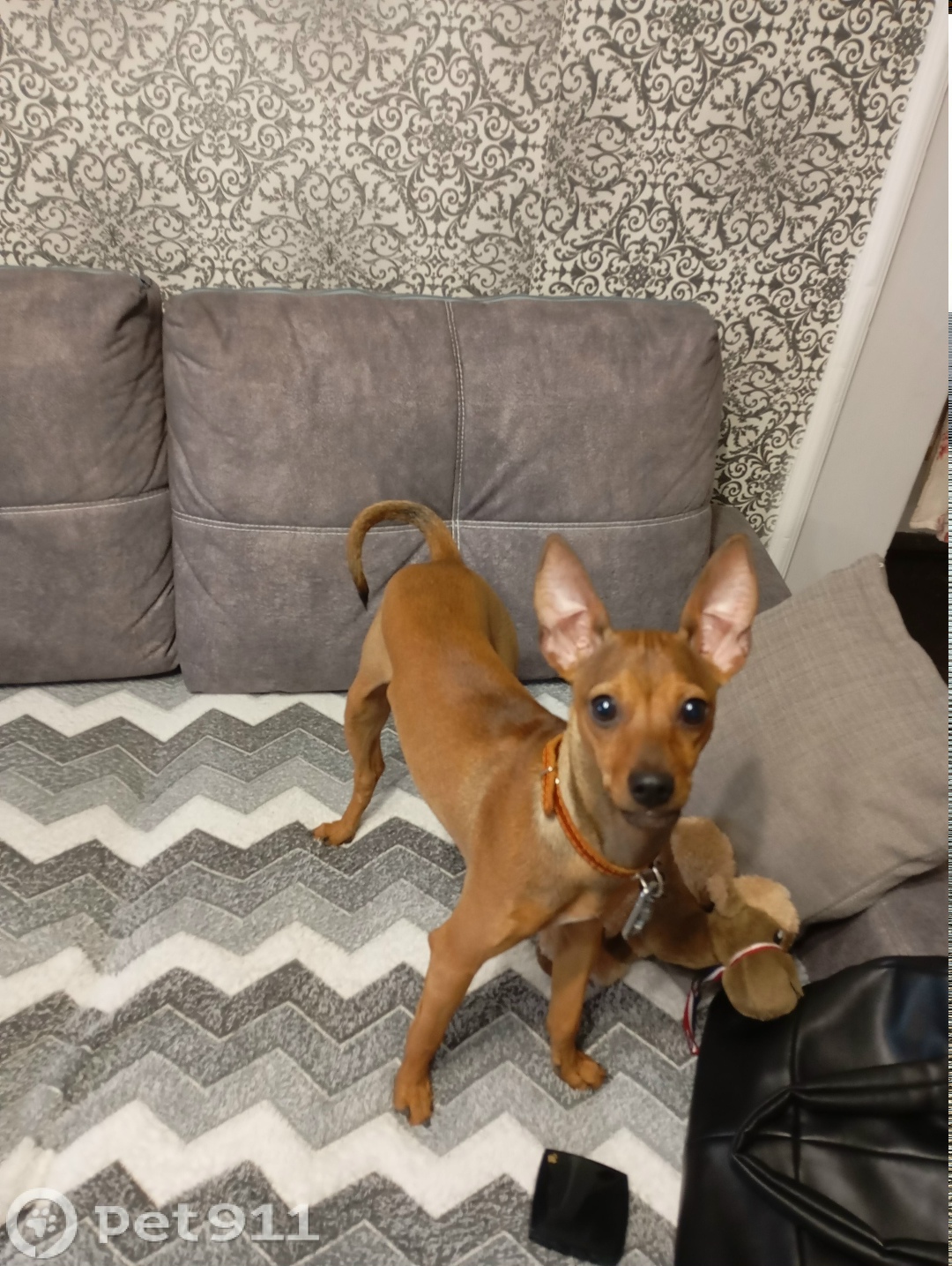 Найдена собака в Майкопе — фото объявления