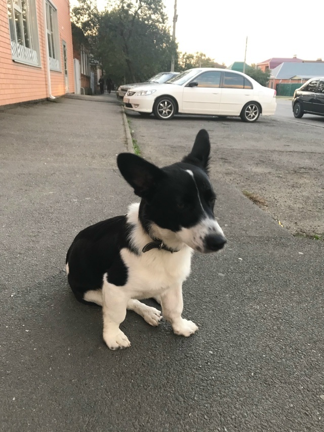 Пропала собака в Майкопе — фото объявления