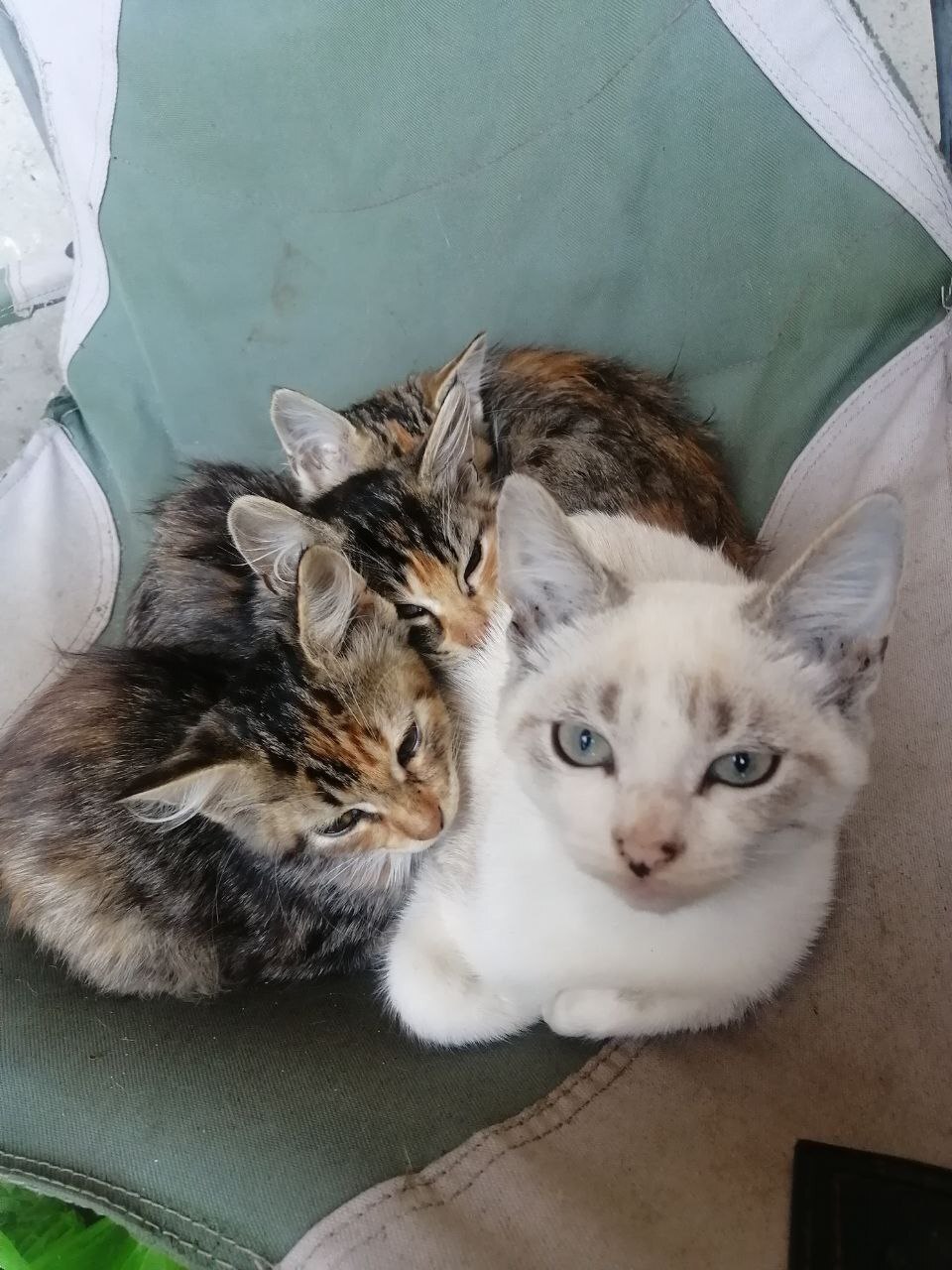 Найдена кошка в Майкопе — фото объявления