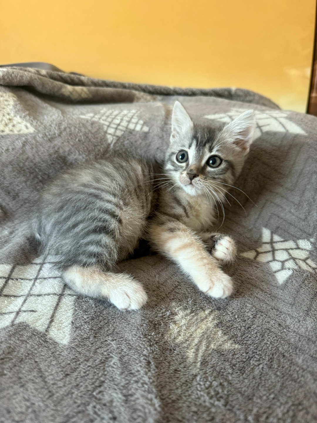 Найдена кошка в Сургуте — фото объявления