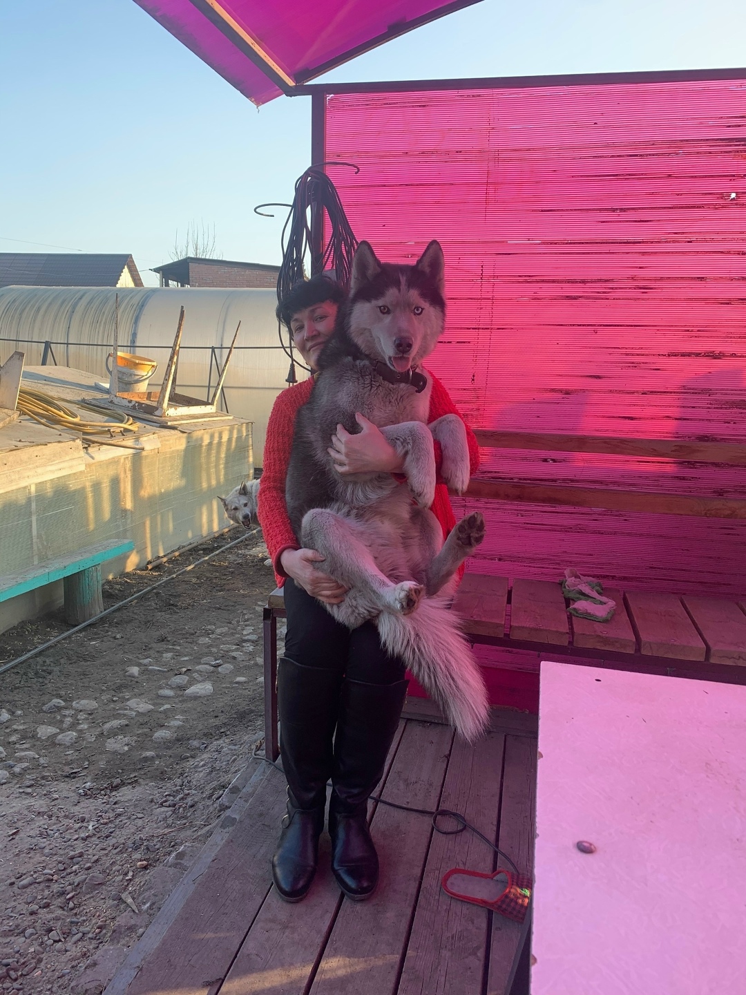 Пропала собака в Сургуте — фото объявления