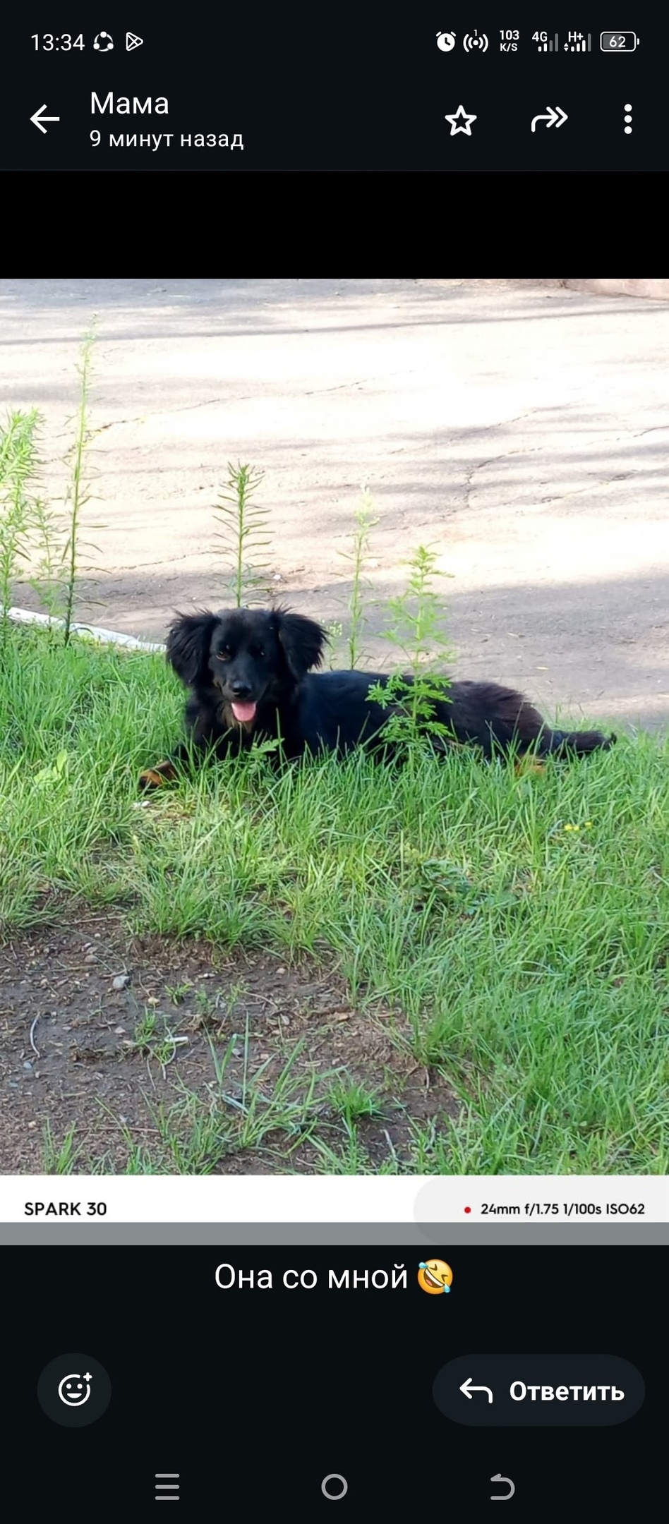 Пропала собака в Сургуте — фото объявления