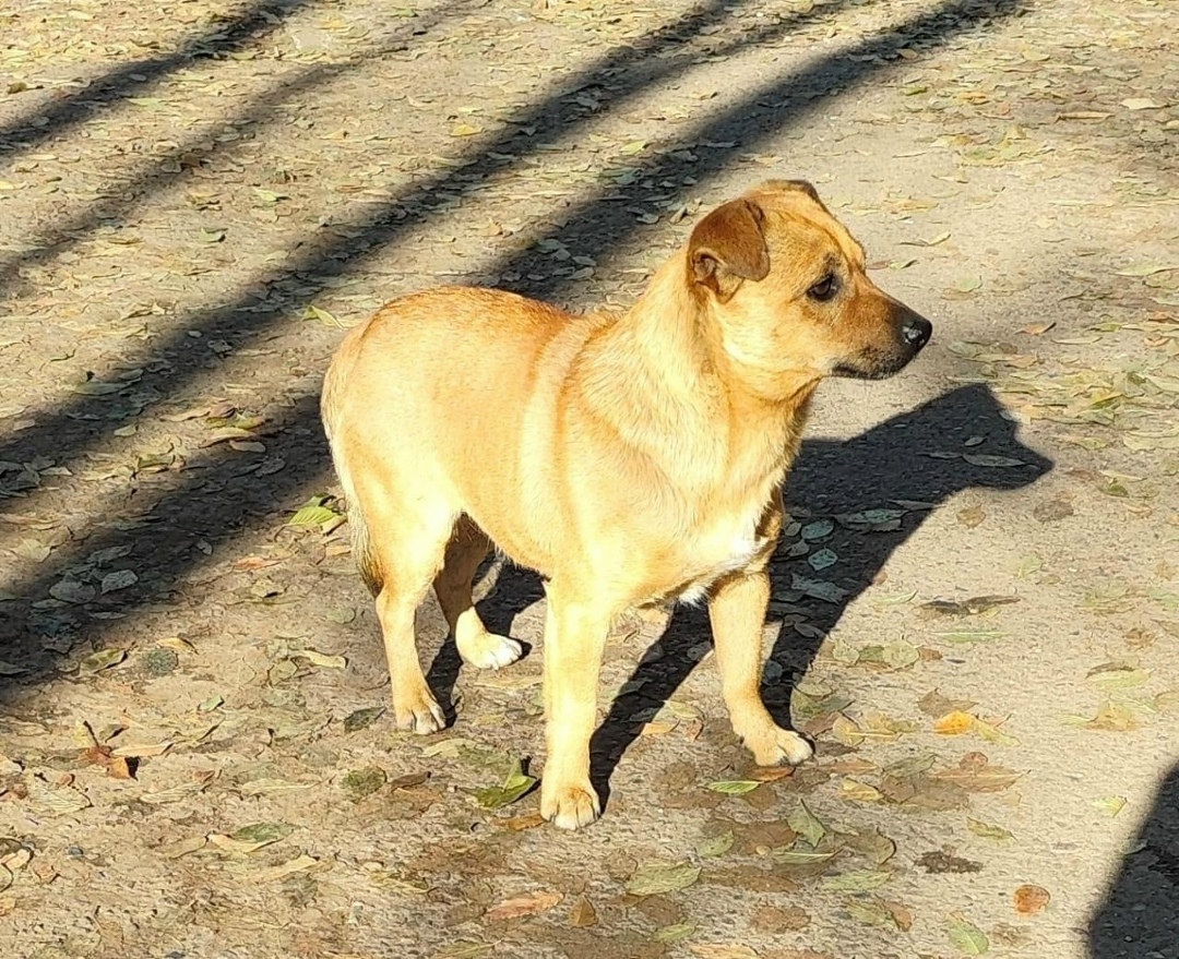 Пропала собака в Сургуте — фото объявления