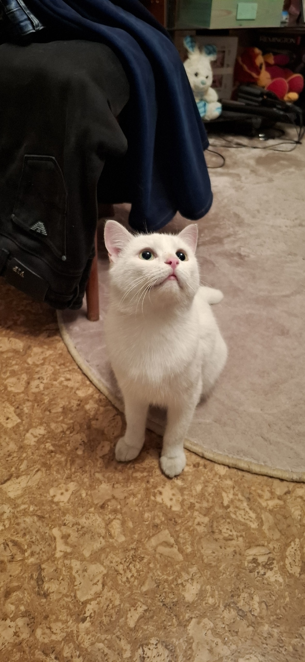 Пропала кошка в Сургуте — фото объявления