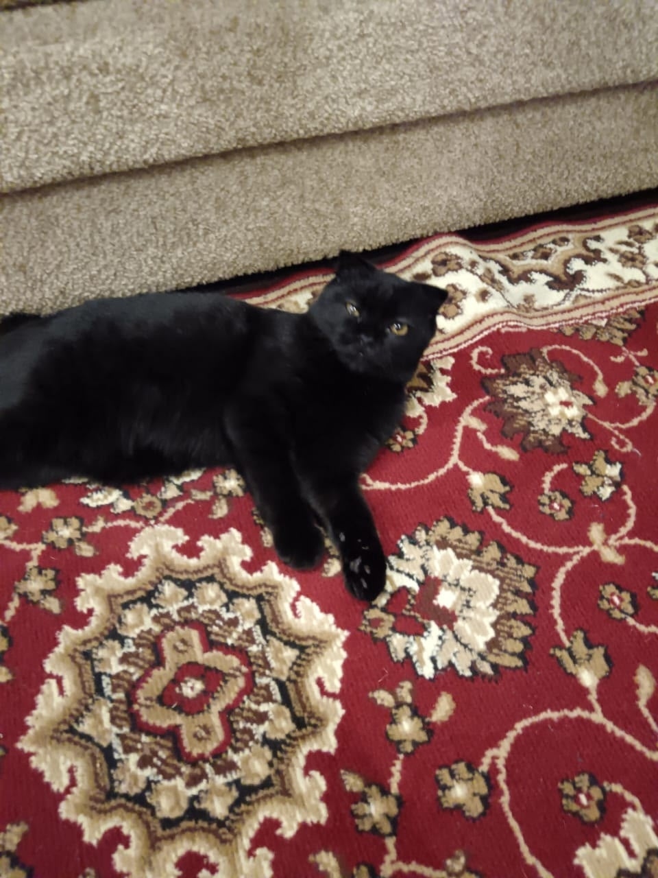 Пропала кошка в Сургуте — фото объявления