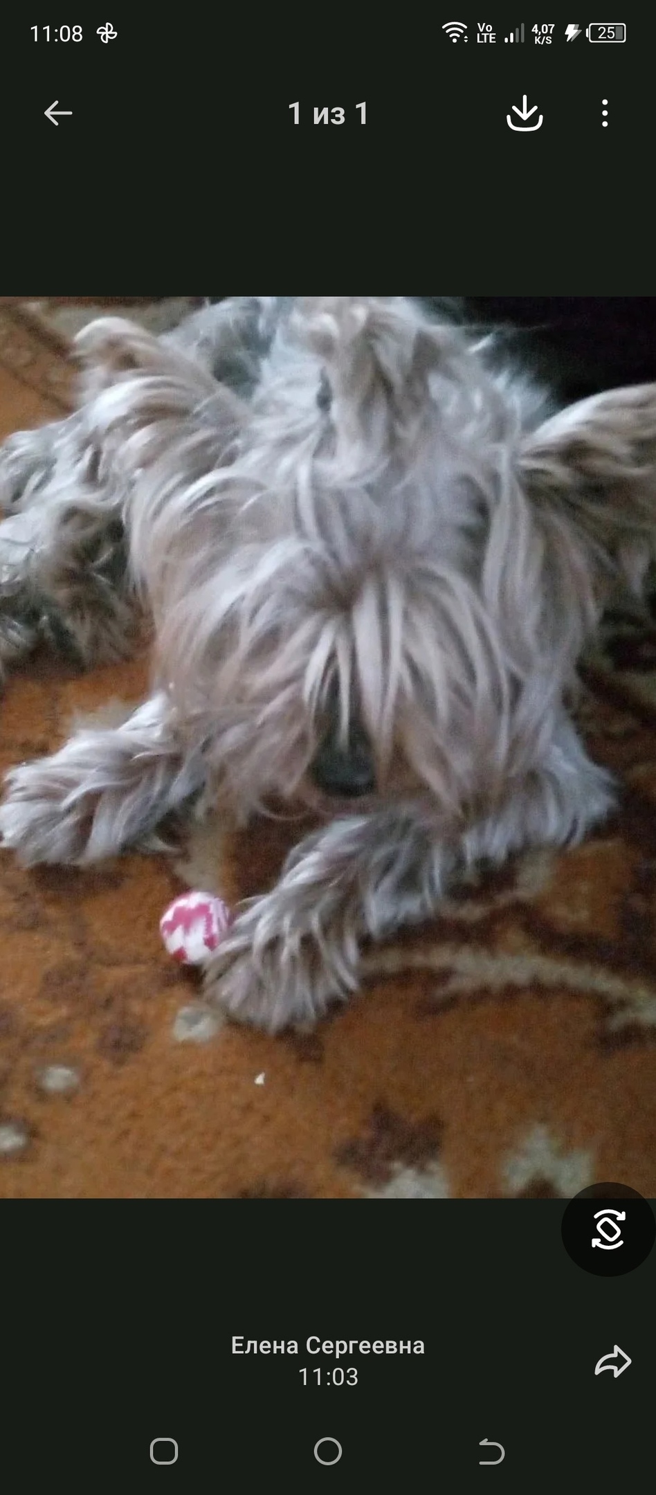 Найдена собака в Сургуте — фото объявления