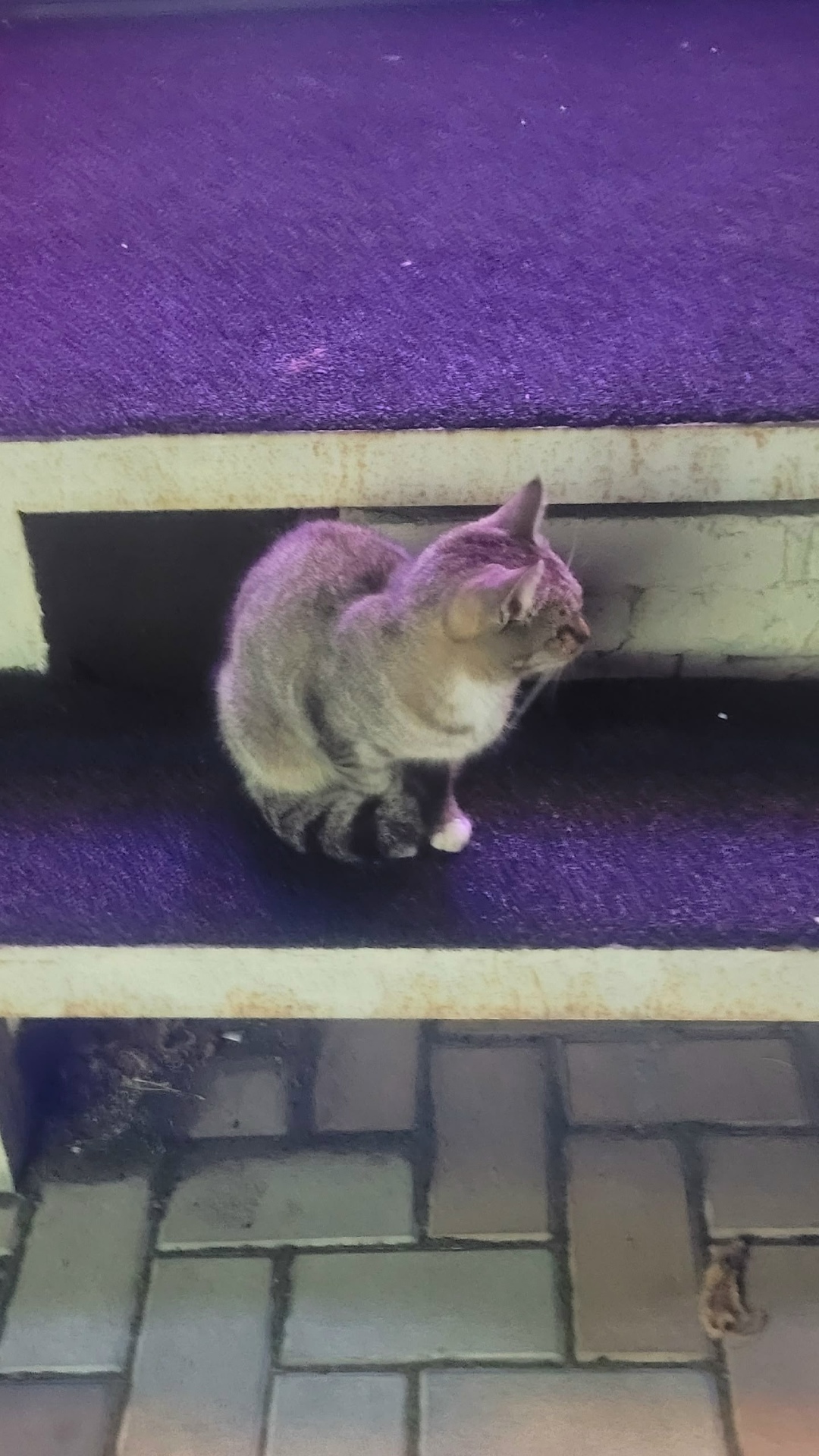 Найдена кошка в Сургуте — фото объявления