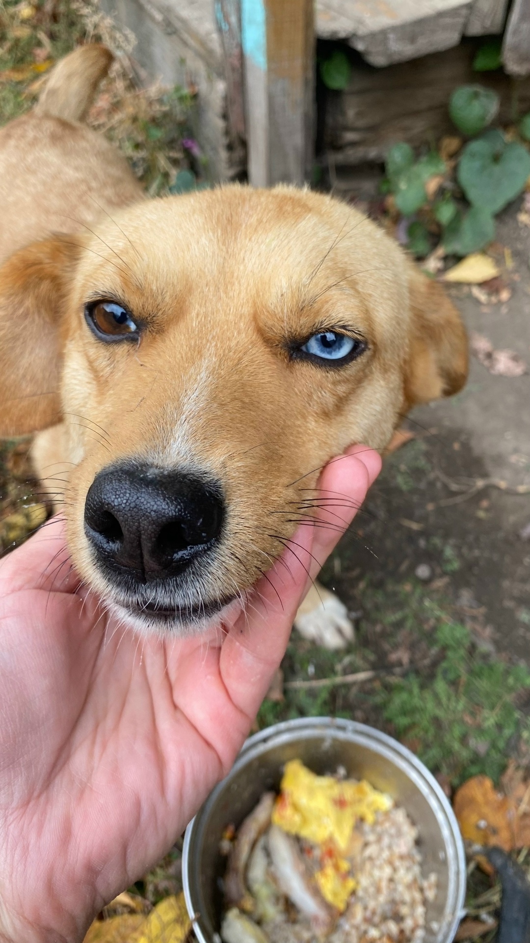 Найдена собака в Сургуте — фото объявления