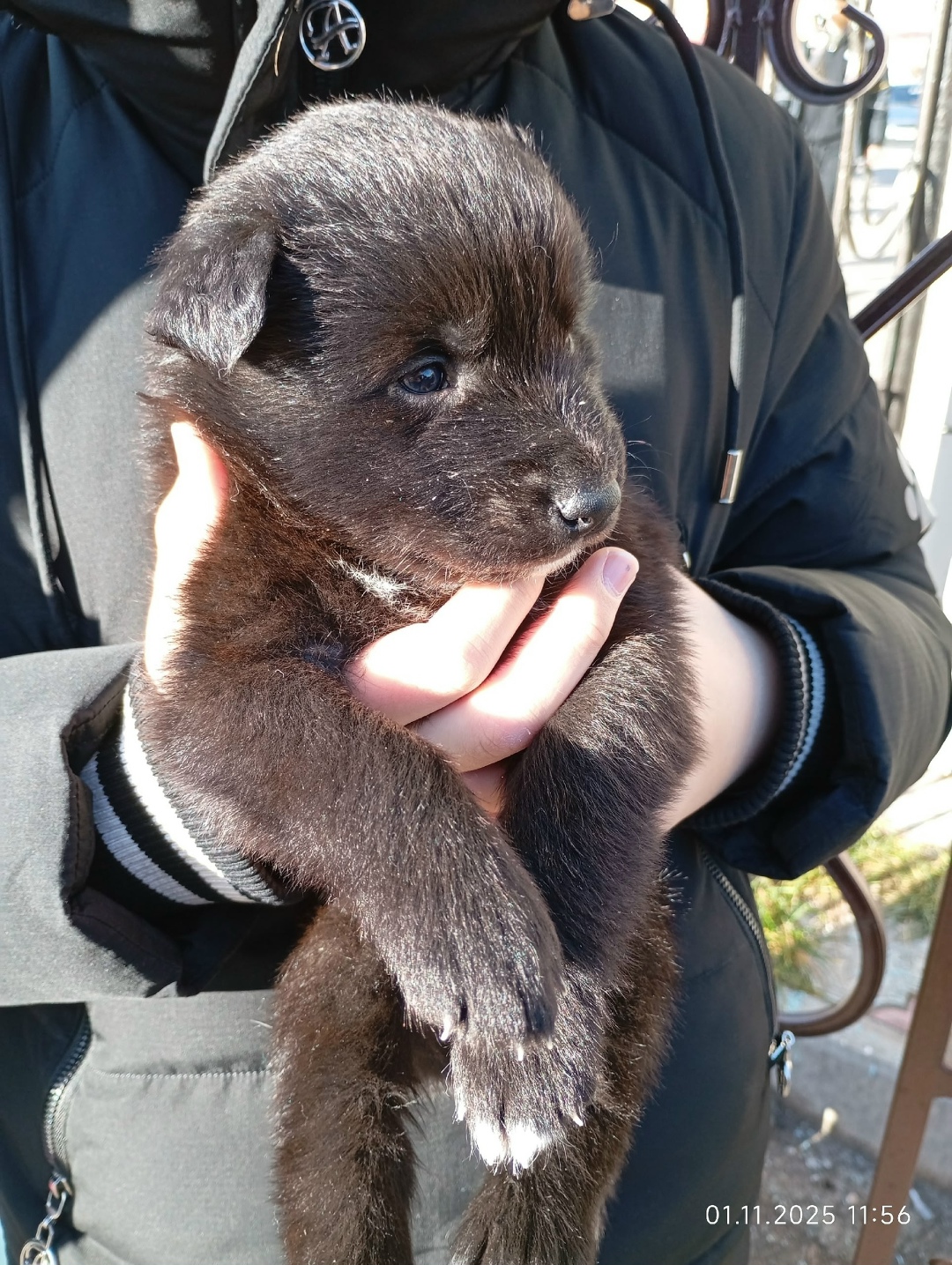 Найдена собака в Сургуте — фото объявления