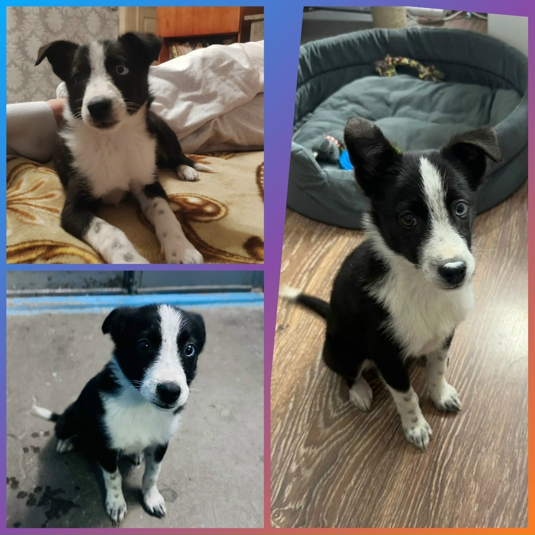 Найдена собака в Сургуте — фото объявления