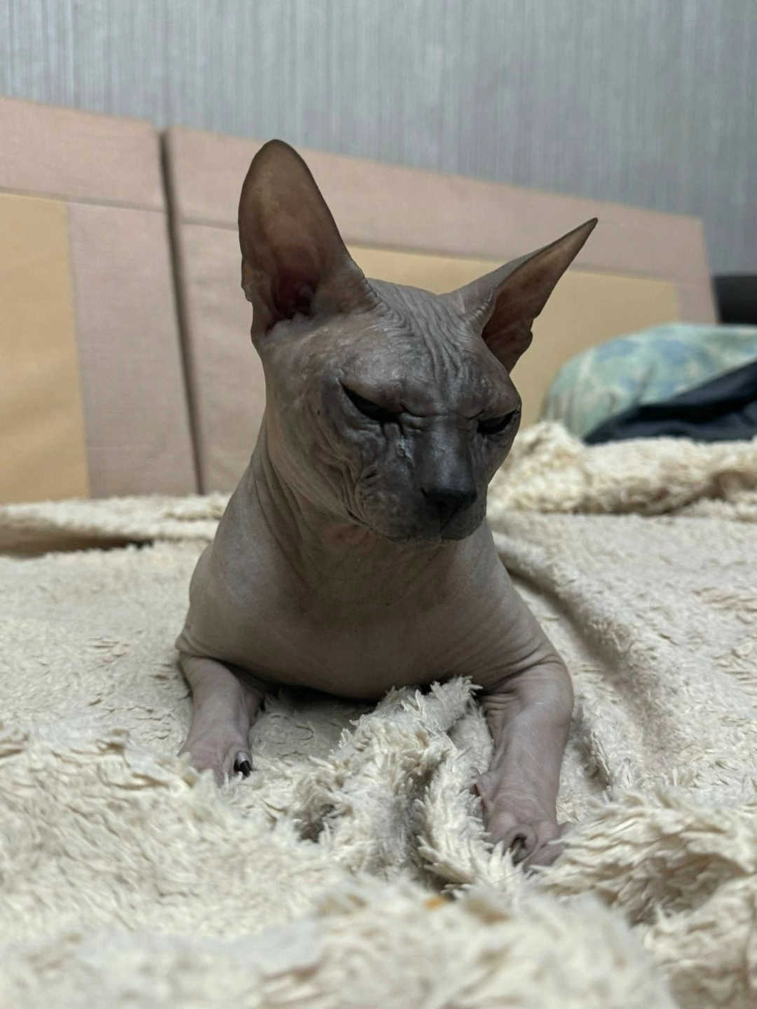 Пропала кошка в Сургуте — фото объявления