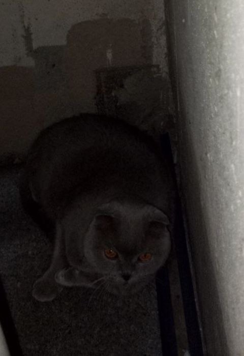 Найдена кошка в Сургуте — фото объявления