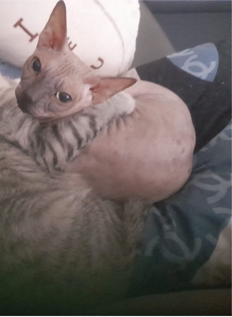 Пропала кошка в Сургуте — фото объявления