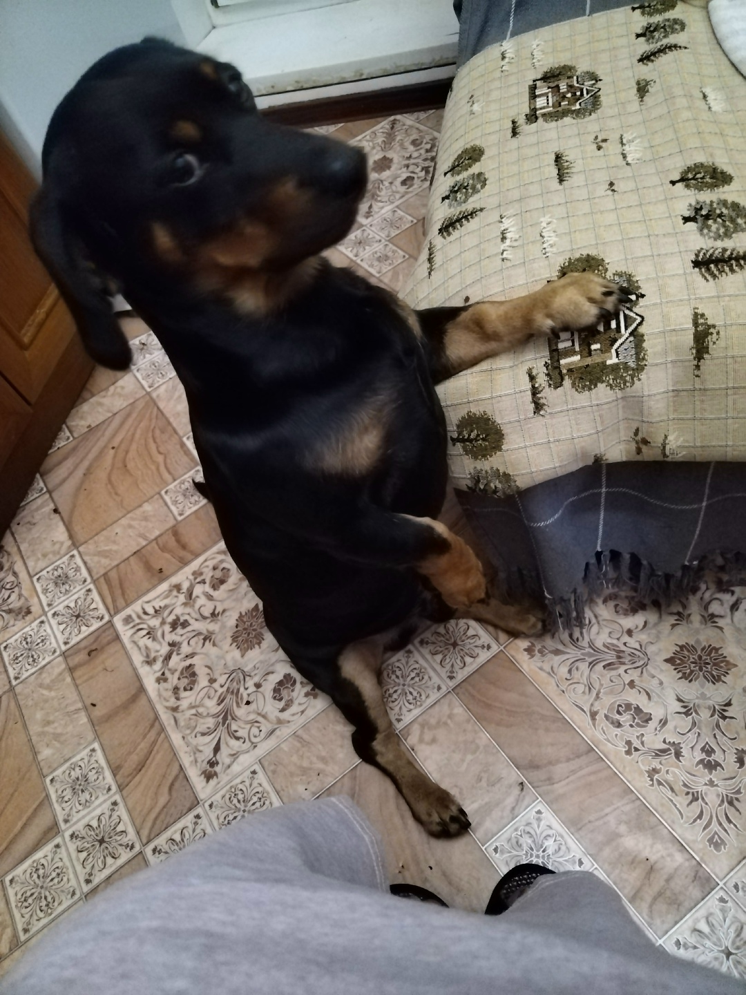 Пропала собака в Сургуте — фото объявления