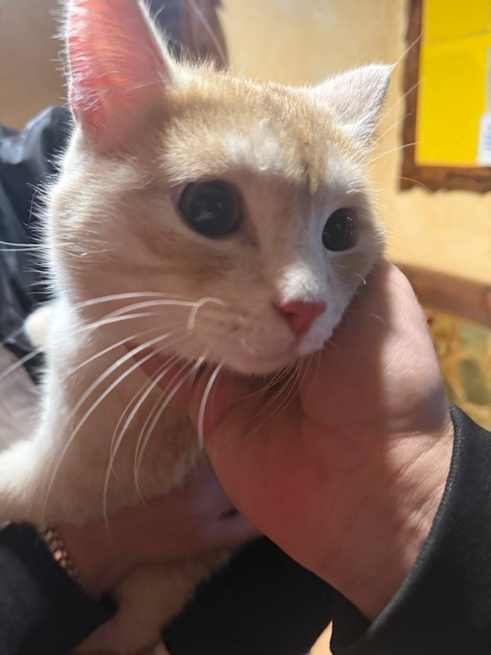 Найдена кошка в Сургуте — фото объявления