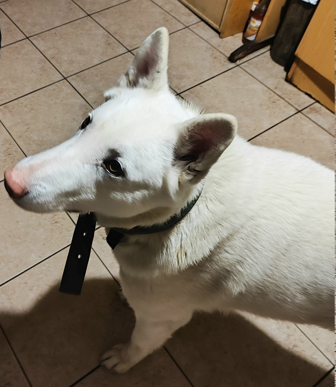 Пропала собака в Сургуте — фото объявления