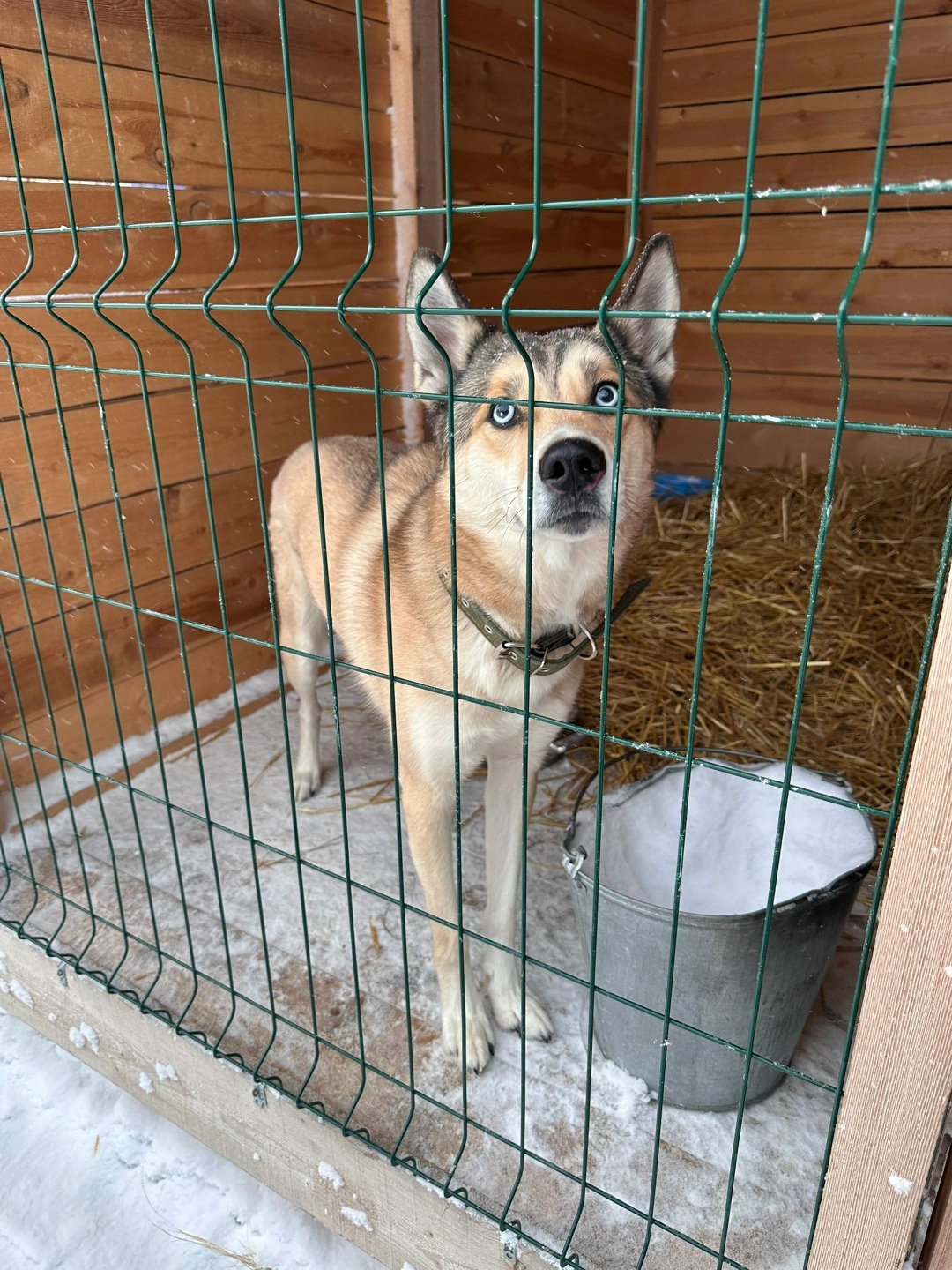 Найдена собака в Сургуте — фото объявления