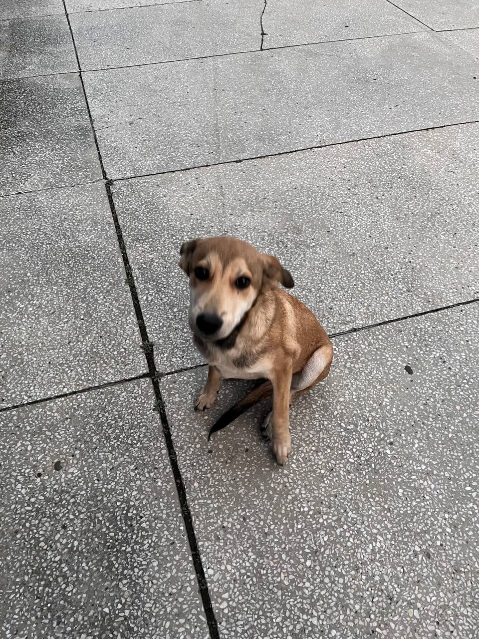 Найдена собака в Сургуте — фото объявления