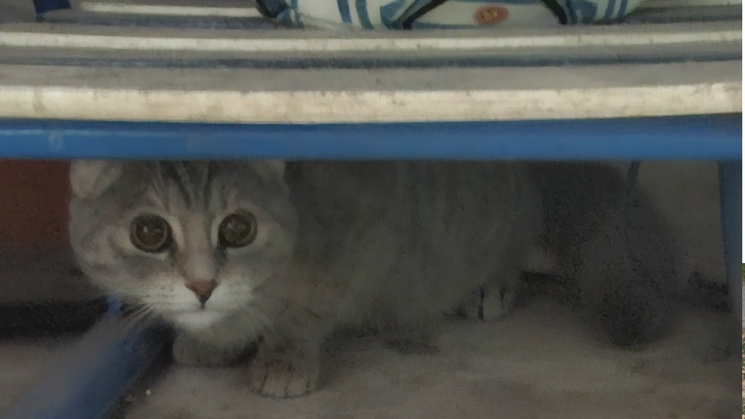 Найдена кошка в Сургуте — фото объявления