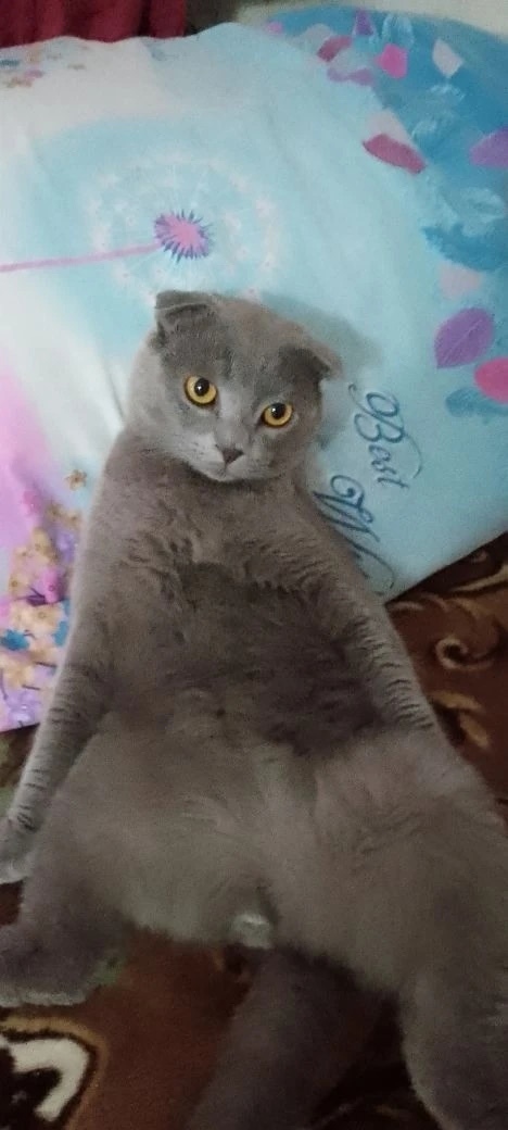 Пропала кошка в Сургуте — фото объявления