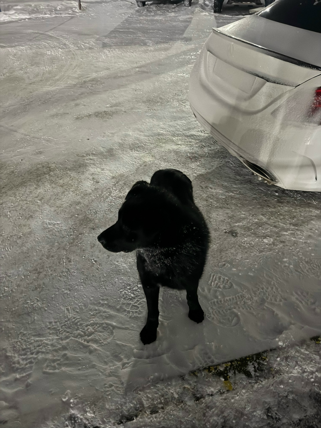 Пропала собака в Сургуте — фото объявления