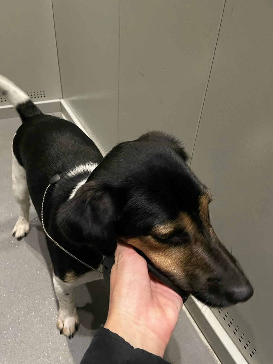 Пропала собака в Сургуте — фото объявления