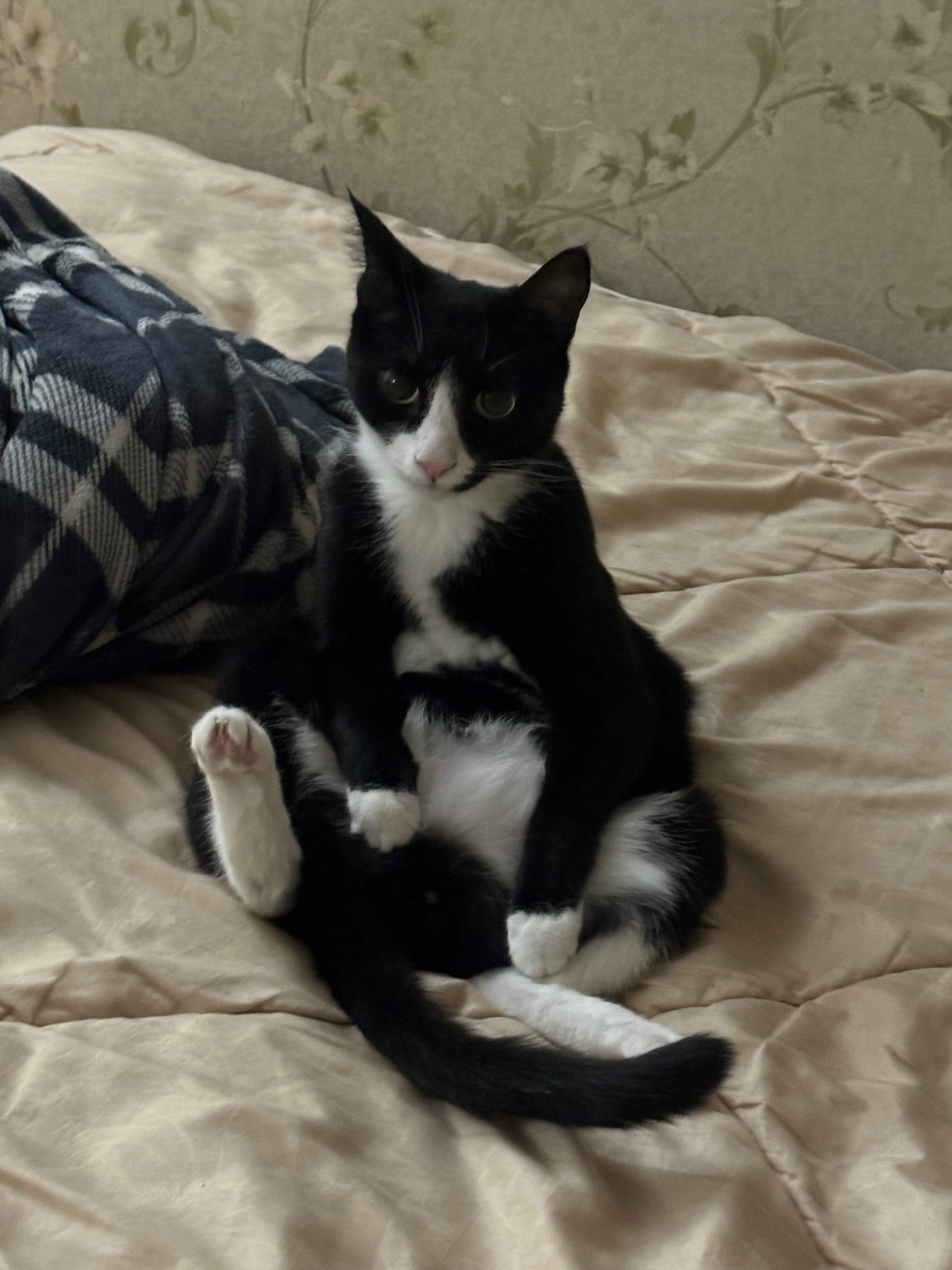 Найдена собака в Сургуте — фото объявления