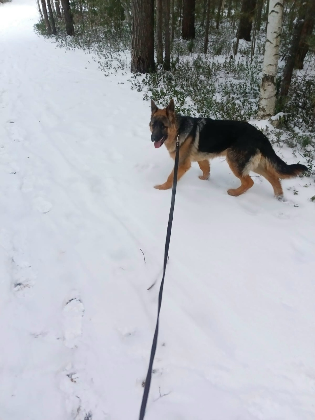 Пропала собака в Сургуте — фото объявления