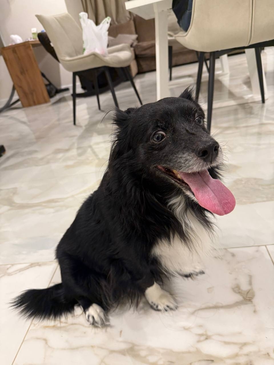 Найдена собака в Сургуте — фото объявления