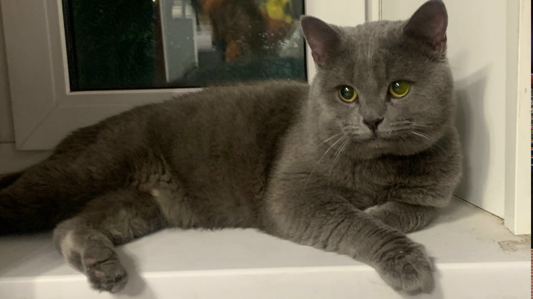 Найдена кошка в Сургуте — фото объявления