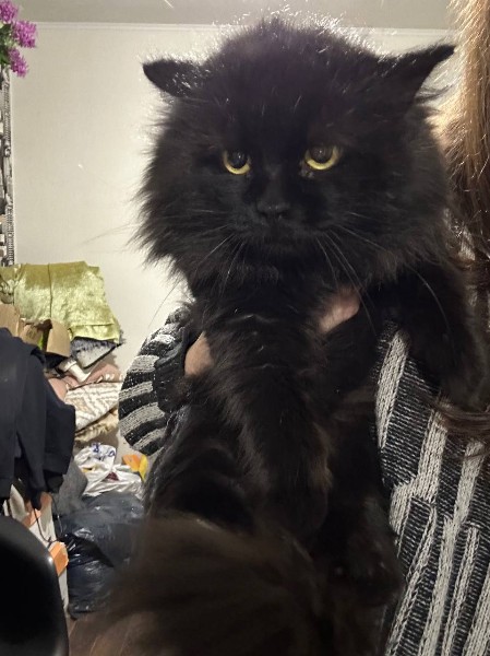 Найдена кошка в Сургуте — фото объявления