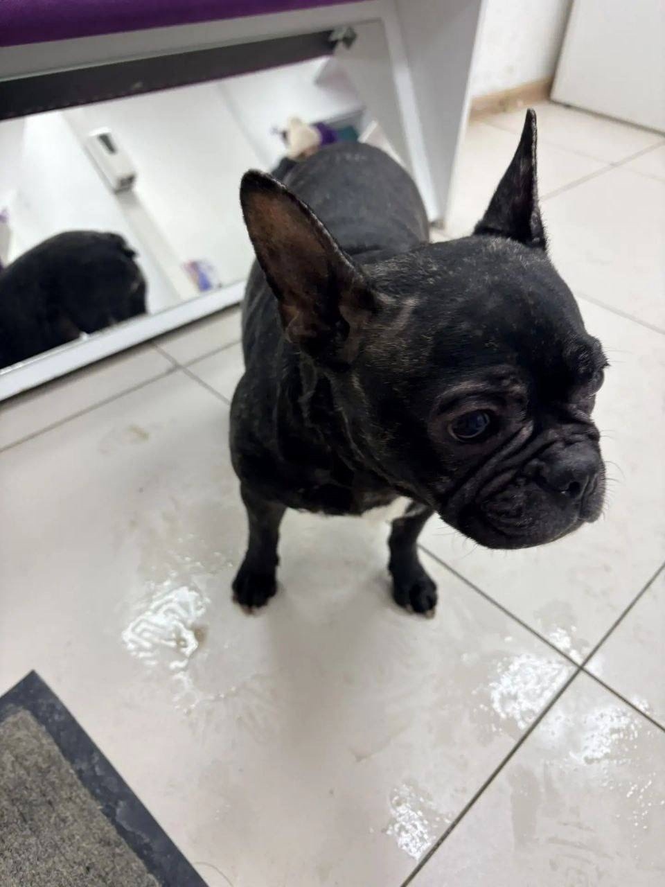 Пропала собака в Сургуте — фото объявления