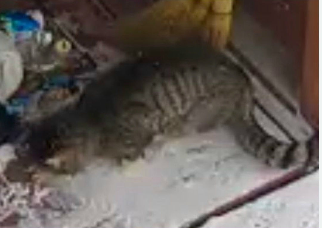 Найдена кошка в Сургуте — фото объявления