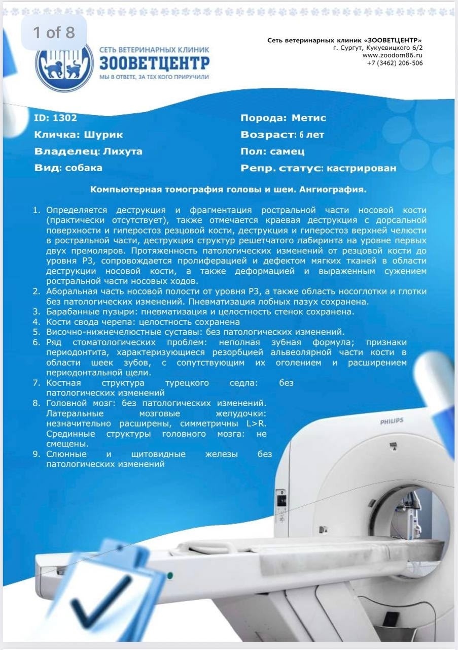 Найдена собака в Сургуте — фото объявления