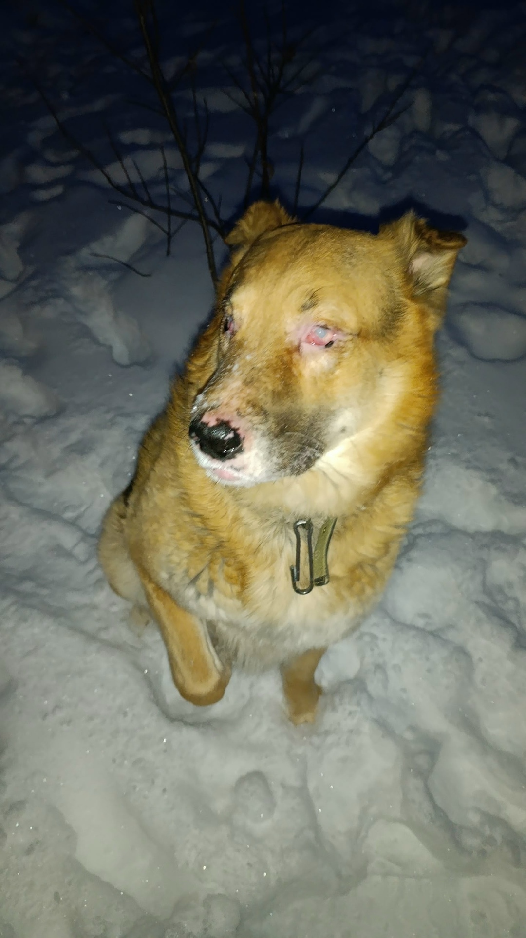 Пропала собака в Сургуте — фото объявления