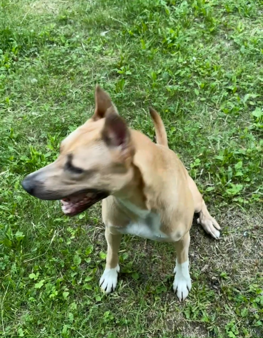 Пропала собака в Сургуте — фото объявления