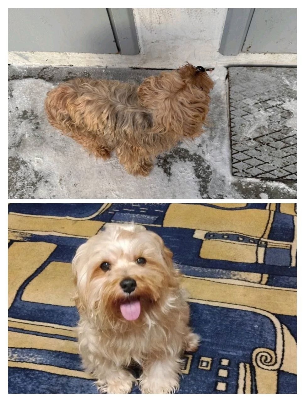 Пропала собака в Сургуте — фото объявления