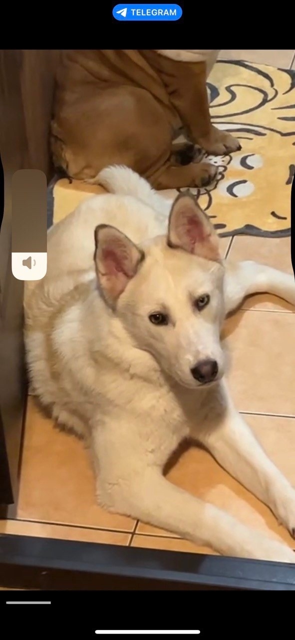 Пропала собака в Сургуте — фото объявления