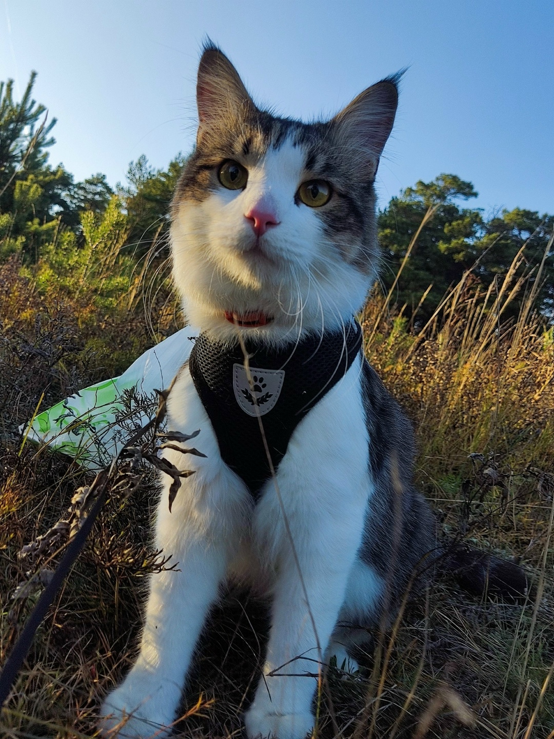 Пропала кошка в Сургуте — фото объявления