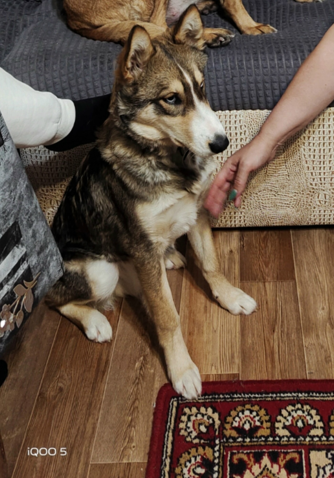 Пропала собака в Сургуте — фото объявления