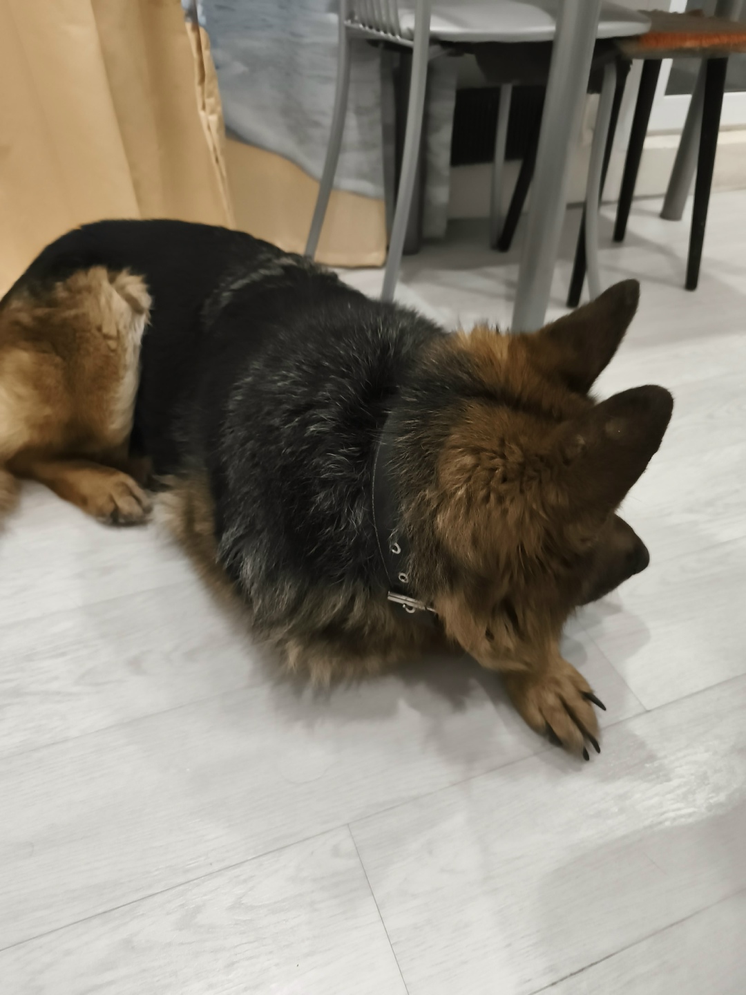 Пропала собака в Сургуте — фото объявления