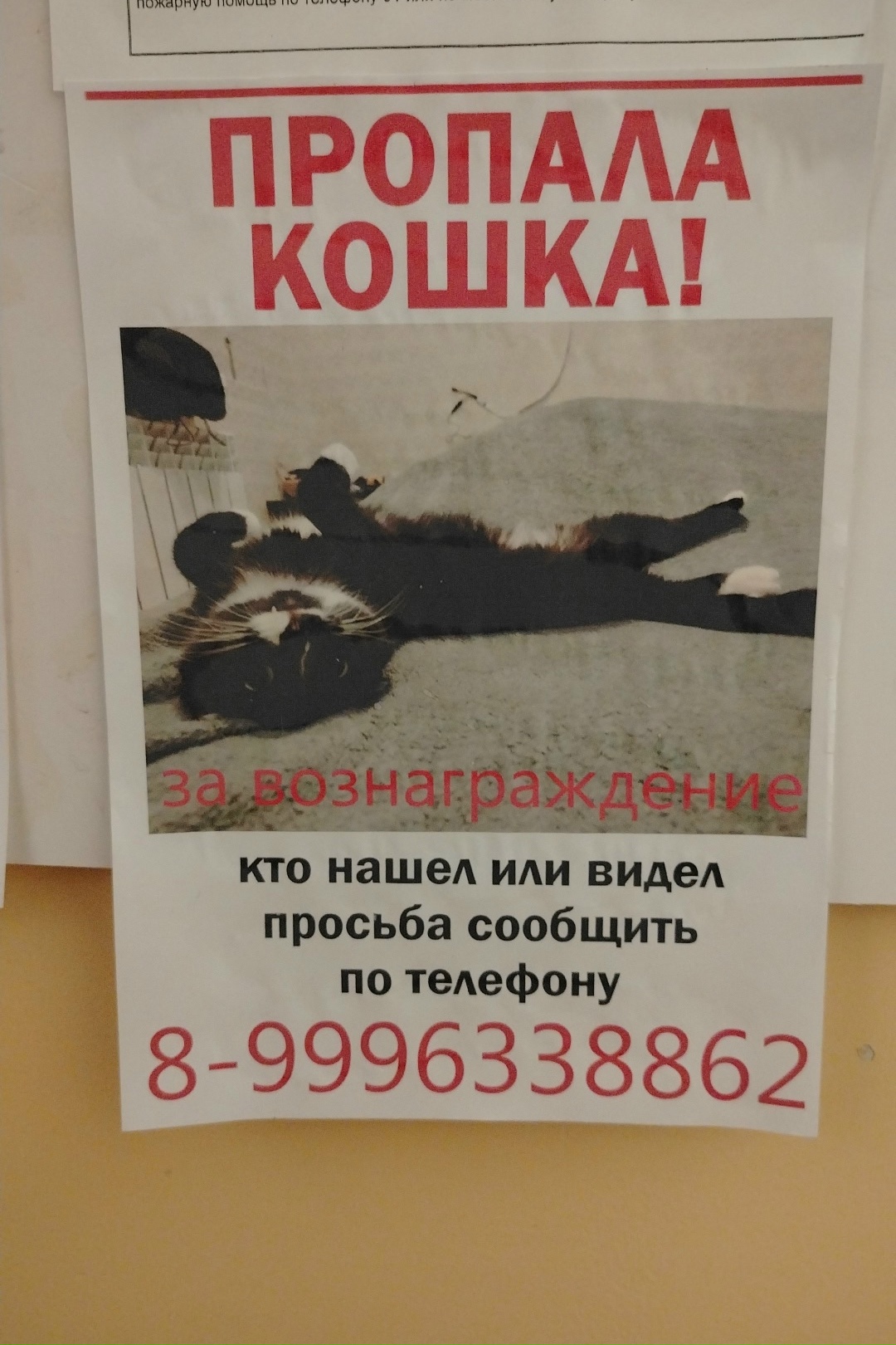 Пропала кошка в Сургуте — фото объявления