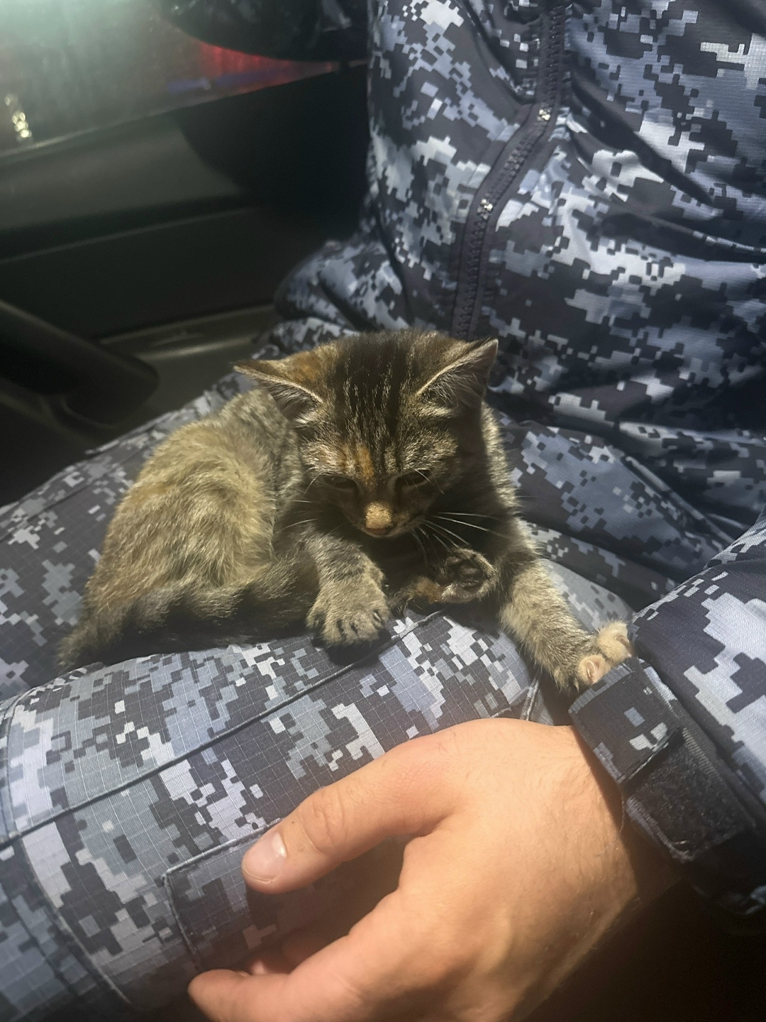 Найдена кошка в Сургуте — фото объявления