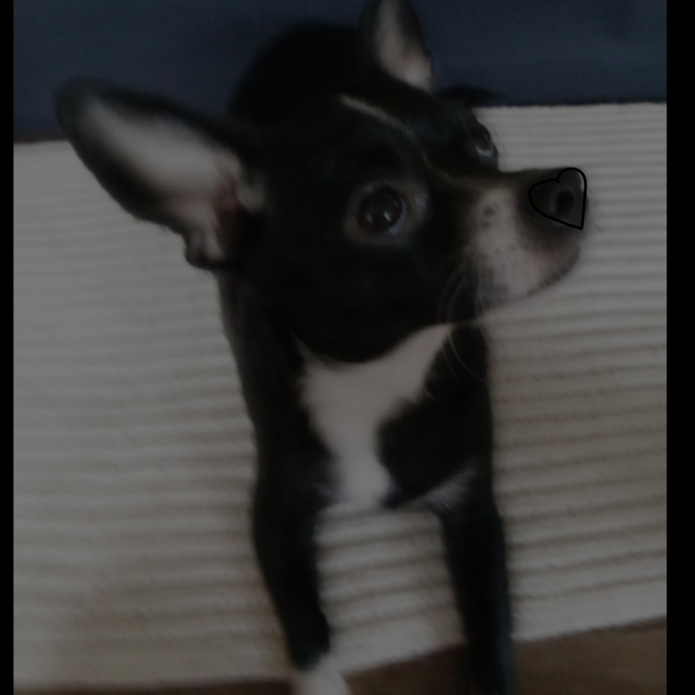 Пропала собака в Сургуте — фото объявления