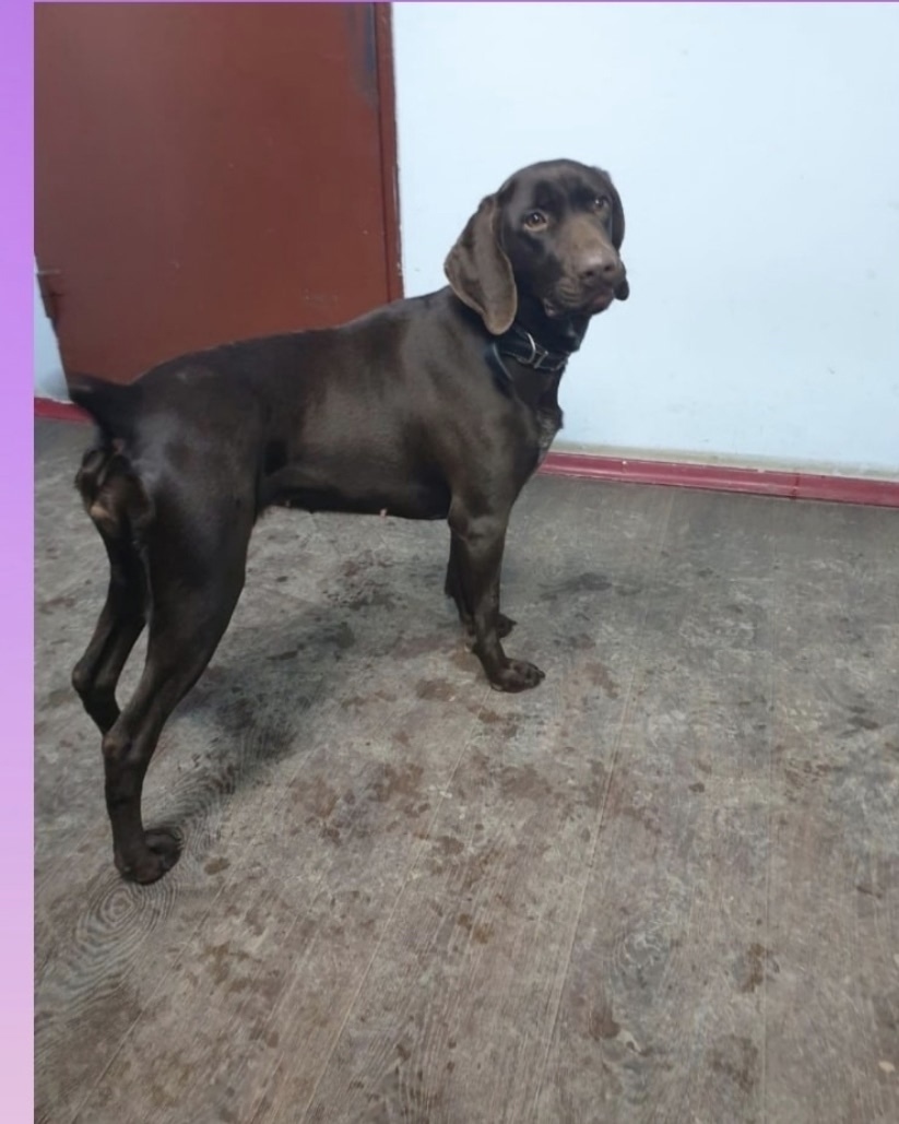 Пропала собака в Сургуте — фото объявления