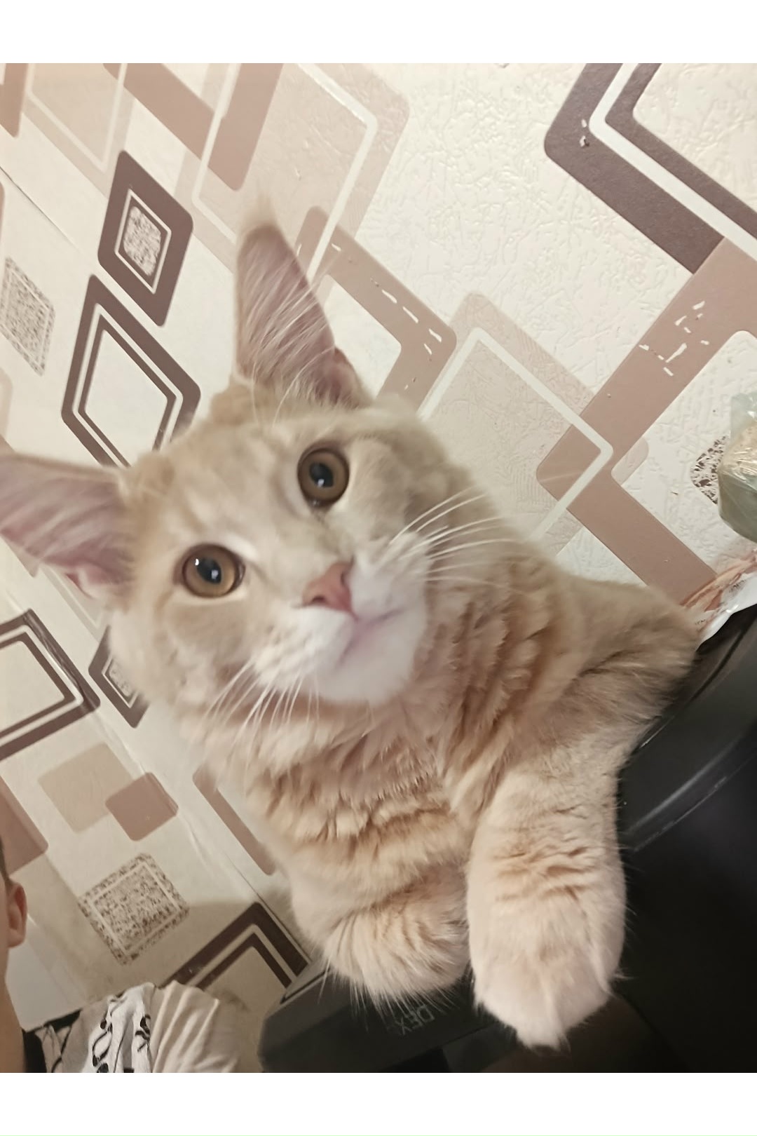 Пропала кошка в Сургуте — фото объявления