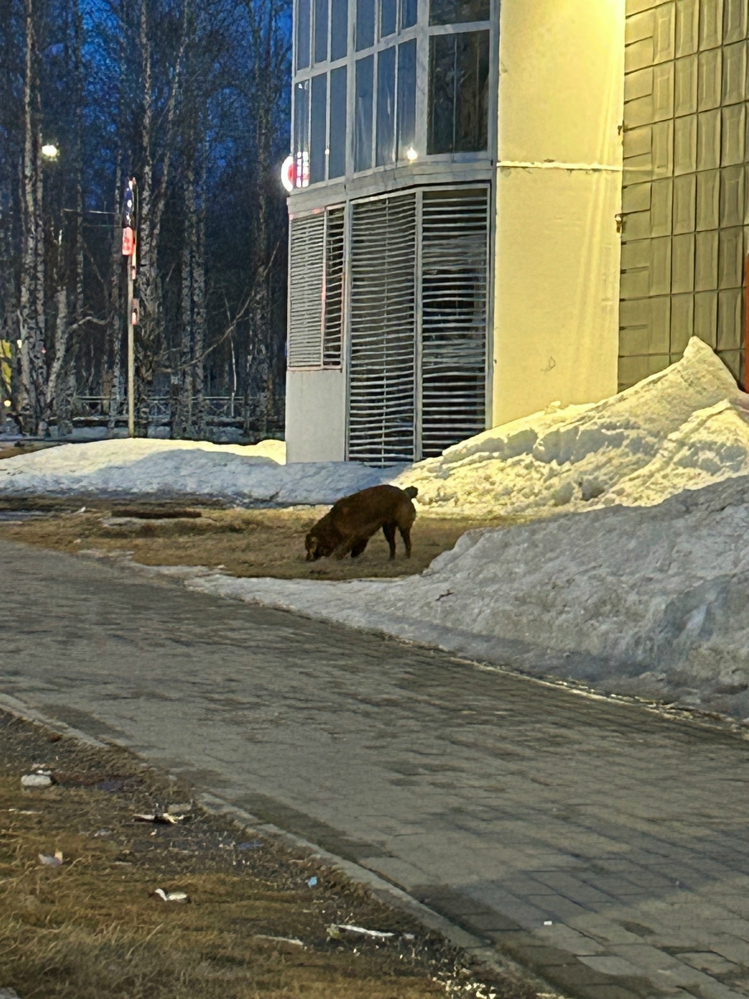 Пропала собака в Сургуте — фото объявления