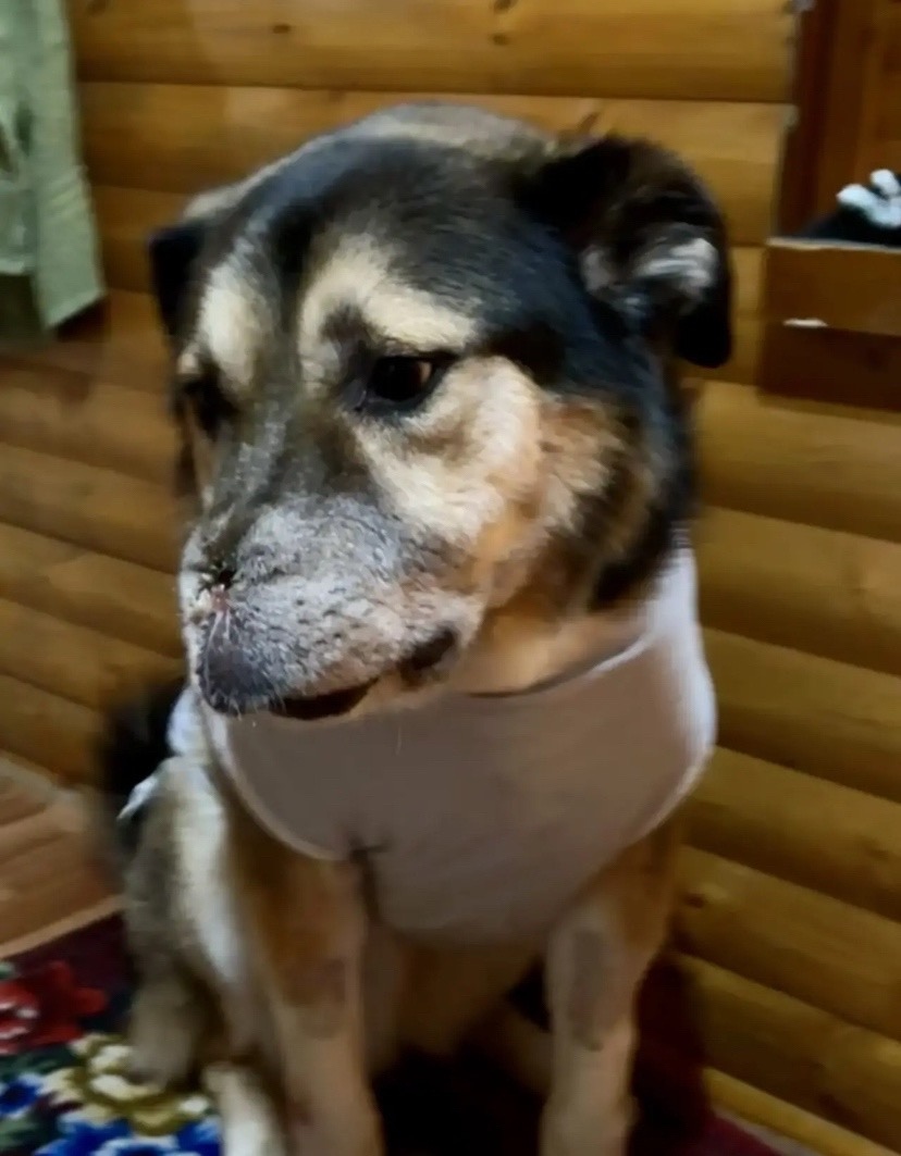 Найдена собака в Сургуте — фото объявления